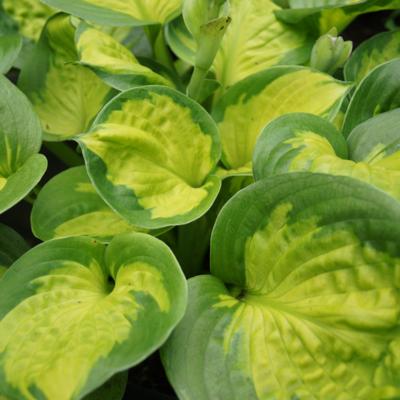 Hosta 'Pocketfull of Sunshine'